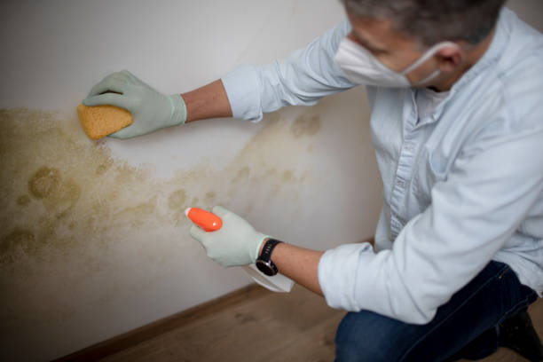 Best Mold Damage Repair  in Newfoundland, NJ