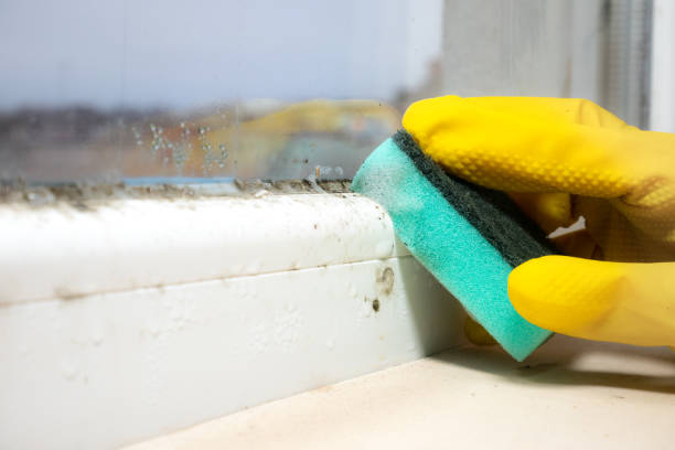Best Mold Remediation  in Newfoundland, NJ