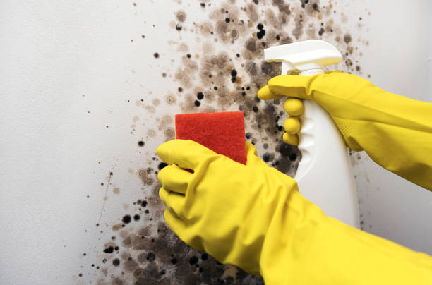 Best Mold Testing  in Newfoundland, NJ