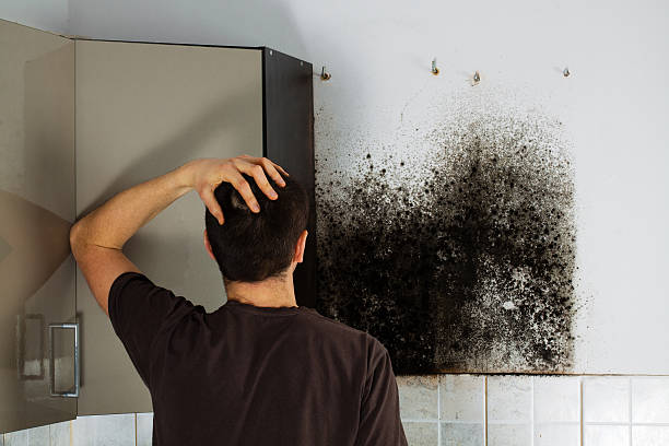 Reliable Newfoundland, NJ Mold Removal Solutions