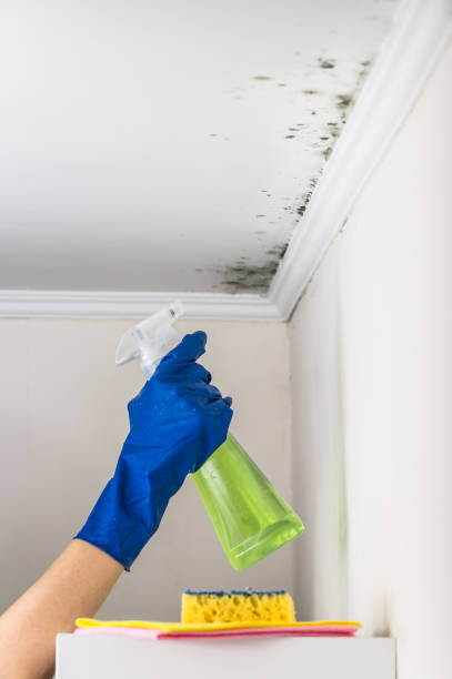 Best Toxic Mold Removal  in Newfoundland, NJ
