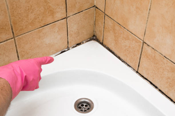 Best Office Mold Removal Services  in Newfoundland, NJ