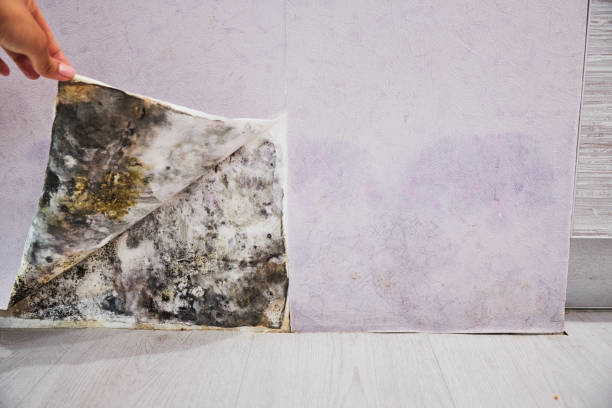 Best Mold Removal Near Me  in Newfoundland, NJ